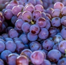 Fresh purple grapes, the source of the resveratrol polyphenols in SugarControl
